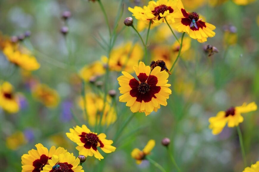 中央が赤茶色、その周りが黄色のコレオプシスの花