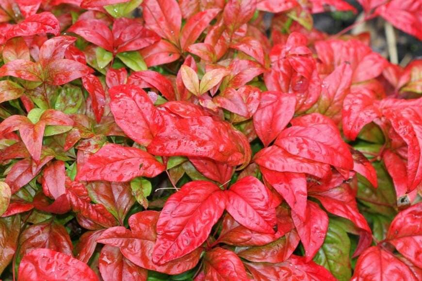 葉が赤く染まった、オタフクナンテン