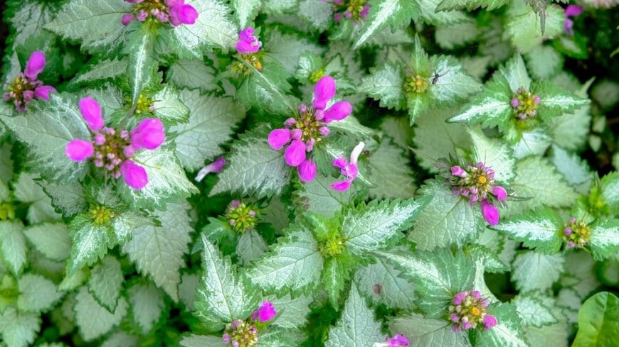 シルバーで縁が緑色のラミウムの葉。紫色の小花も咲いている。