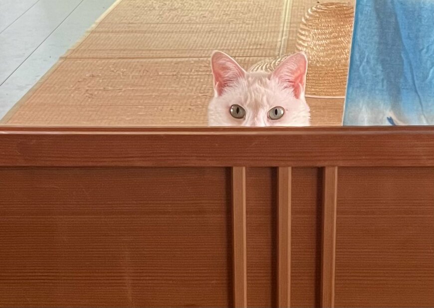 のぞく猫
