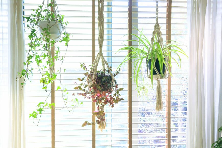 観葉植物が窓辺につるされている