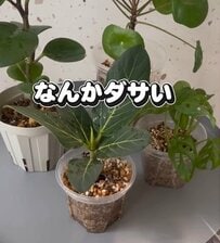 なんかダサい〈プラスチック鉢に入った観葉植物〉　おしゃれな鉢カバーで可愛くアレンジ「参考になります」