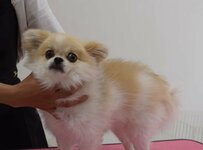 【犬のビフォーアフター】トリミングでもっとキュートに大変身！”まん丸お目目”のワンちゃん