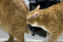お尻の匂いを嗅いだ猫が見せた「とんでもない表情」　秒で察してしまう展開に「面白すぎ」「こっち見て報告してる」