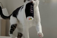 保護猫さん、恵方巻を運ぶも…「前髪」が可愛すぎて目を惹かれる