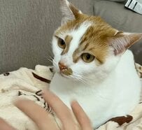 まるで「悟りを開いた猫」！？遊ぶ飼い主への意外な反応に思わず笑ってしまう