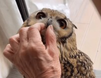 【人の話を聞くフクロウ】82歳のおばあちゃんの話を聞くフクロウに「かわいい」が止まらない