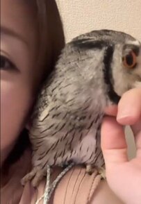 【肩乗りフクロウ】“されるがまま”の様子がかわいい！飼い主さんとの信頼関係にほっこり