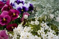 【寄せ植えガーデニング】パンジー・ビオラを引き立てる「2つの植物」 一緒に植えたいおススメの草花