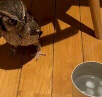 【コップとフクロウ】床に置かれたコップが気になるフクロウが可愛いすぎる！どうしても中が気になる！？「慣れないものを見るかのようで可愛い！」