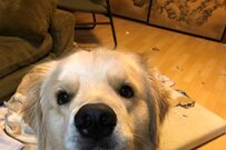 Twitterで話題の、部屋を散らかす犬