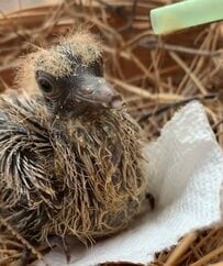 木から落ちたところを助けられた小鳥　家族の一員として幸せに暮らす姿に感動