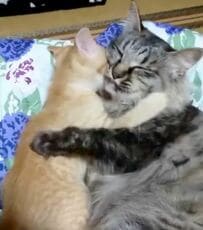 甘えん坊の子猫→7年後…　ママと同じ大きさになっても仲良しな「美形の親子猫」に可愛いがとまらない