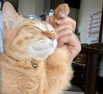 【幸福の招き猫】幸せを呼びそうな微笑み顔がたまらない！愛らしい姿に胸キュン