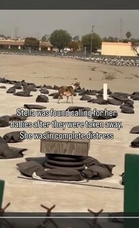 「全ての命が変わった日」子犬と離れ離れになった母犬、8時間の捜索の末に感動の再会