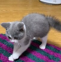 子猫が「やんのか」と威嚇しているのは…『まさかの相手』に思わず悶絶！