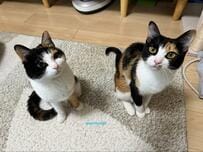 姉妹のようにそっくりな美人猫たちが喧嘩？　「人間のような表情」に思わず二度見