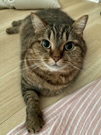 可愛い猫ちゃんが「飼い主だけおでかけムーブ」を感じ取ると→意外過ぎる変化に思わず二度見！