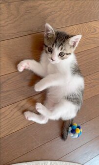 「ボールがニャイ？」急に消えたボールを探す子猫　かわいい顔と手の動きにキュンが止まらない！