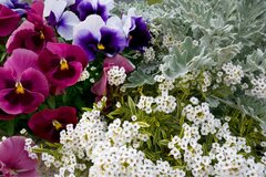 【寄せ植えガーデニング】パンジー・ビオラを引き立てる「2つの植物」 一緒に植えたいおススメの草花