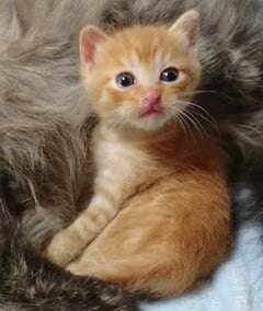 【子猫→成長後の猫】が変顔を連発！“一瞬で人をダメにする猫”に笑ってしまう