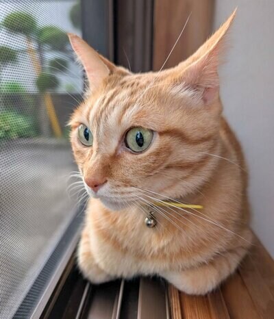 綺麗なお顔のぷりんちゃん