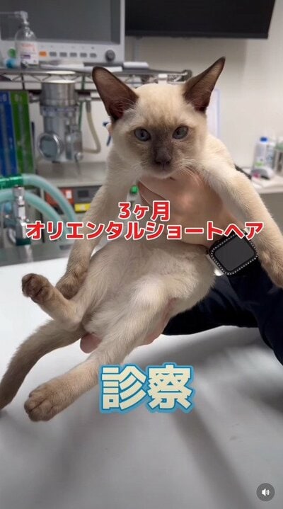 4日間便秘のオリエンタルショートヘア