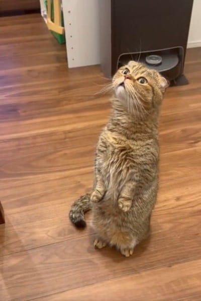 ちょこんとした前足もかわいい
