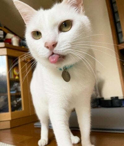 舌を出しながらこちらを見るリリーちゃん