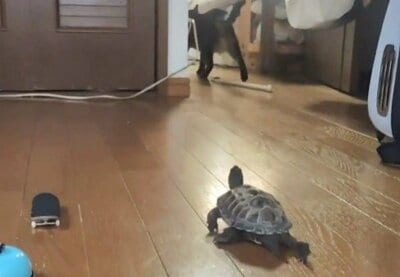 必死に小雪ちゃんを追う軍曹くん