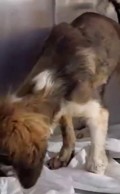 元気に動き回るようになったハニー