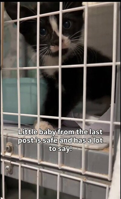 保護施設で元気な様子を見せる子猫