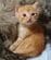 【子猫→成長後の猫】が変顔を連発！“一瞬で人をダメにする猫”に笑ってしまう
