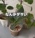 なんかダサい〈プラスチック鉢に入った観葉植物〉　おしゃれな鉢カバーで可愛くアレンジ「参考になります」