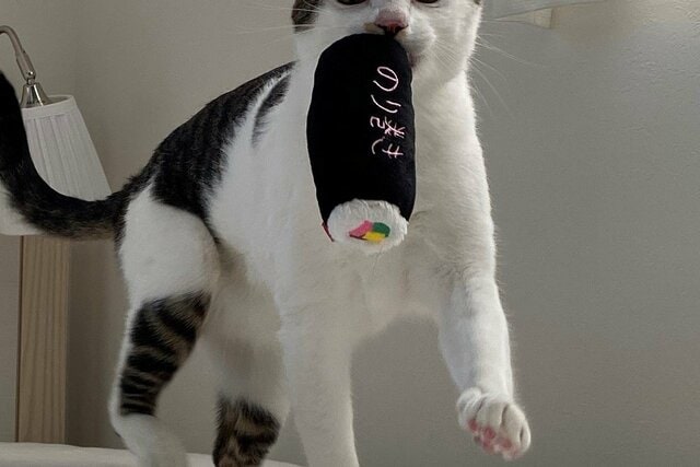保護猫さん、恵方巻を運ぶも…「前髪」が可愛すぎて目を惹かれる