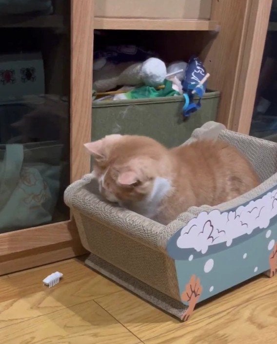【動くおもちゃとマンチカン】短いおててで捕まえようとする猫の姿に悶絶