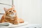 【夏前に知っておきたい】猫の適温とは？正しいエアコン使いと飼い主が気をつけること