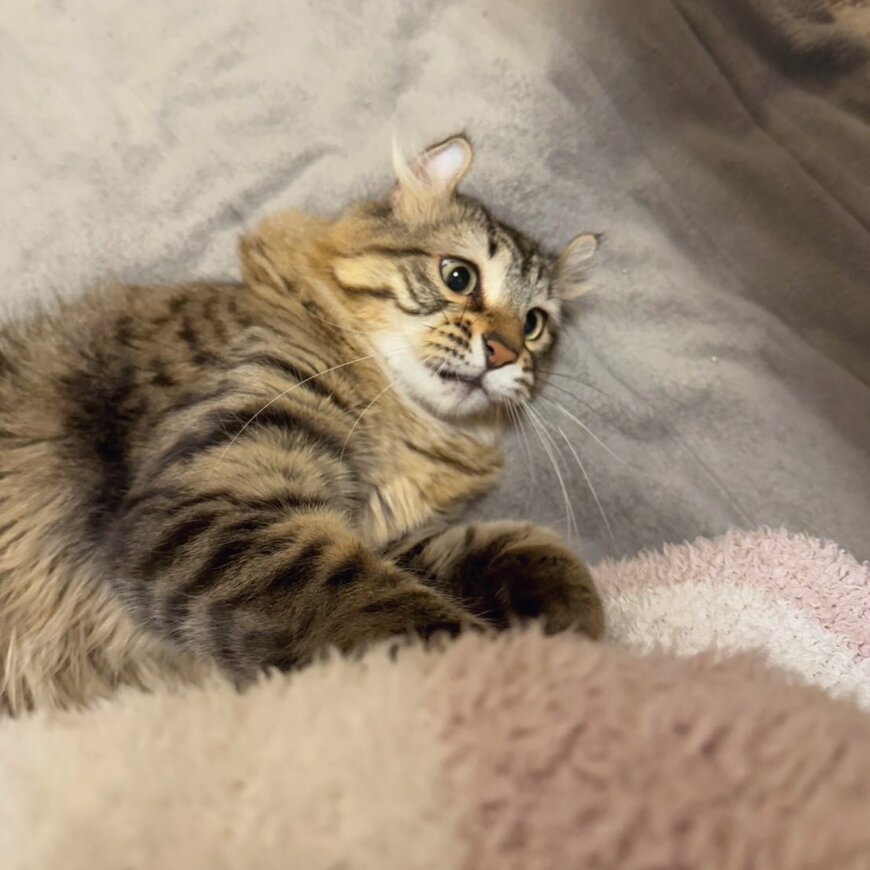 出所：@tomiyama_1012