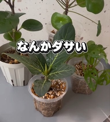 なんかダサい〈プラスチック鉢に入った観葉植物〉　おしゃれな鉢カバーで可愛くアレンジ「参考になります」