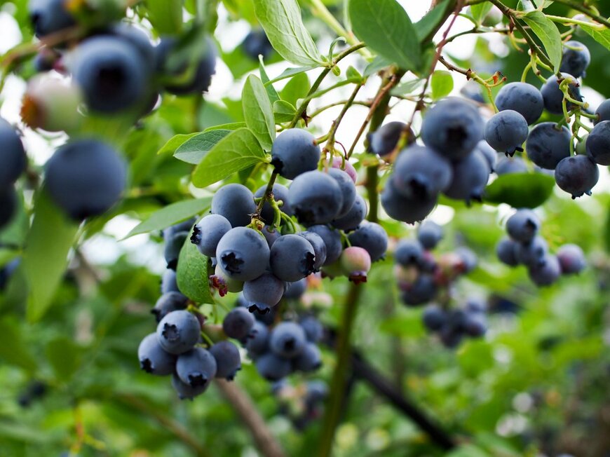 yungram yongyut/shutterstock.com