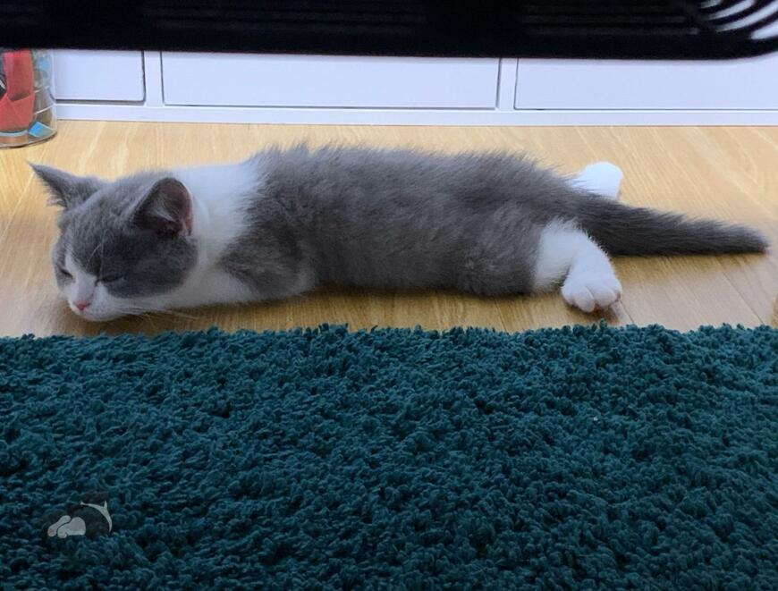ぺたんこで寝る子猫　4年後…寝相のビフォーアフターに悶絶