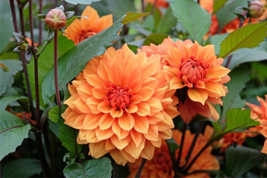 【植え付け適期は春】初夏から先の季節の庭を彩る《春植え球根植物》3選　夏に美しく咲き誇る