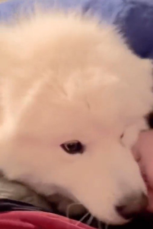 出所：@samoedsoran