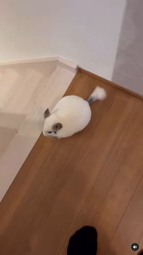 出所：＠ohagitopapa