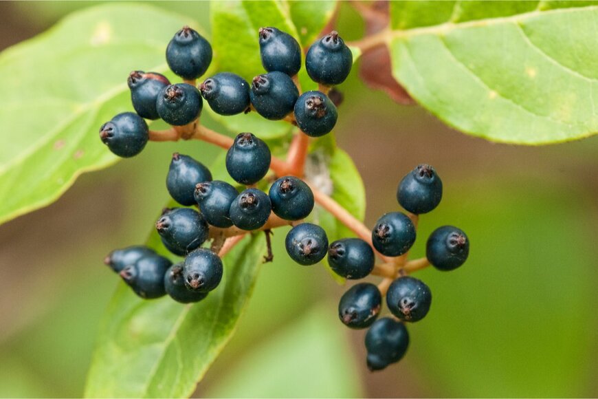 Jordi Roy/istockphoto.com