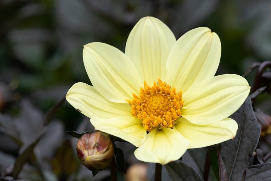 銅葉ダリア　　　Tom Meaker/istockphoto.com