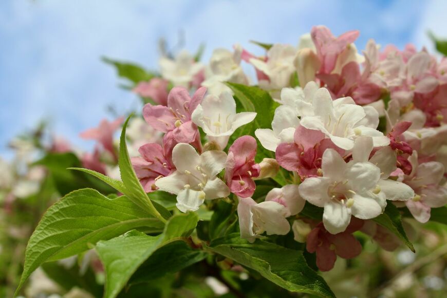 Svetlanko/shutterstock.com