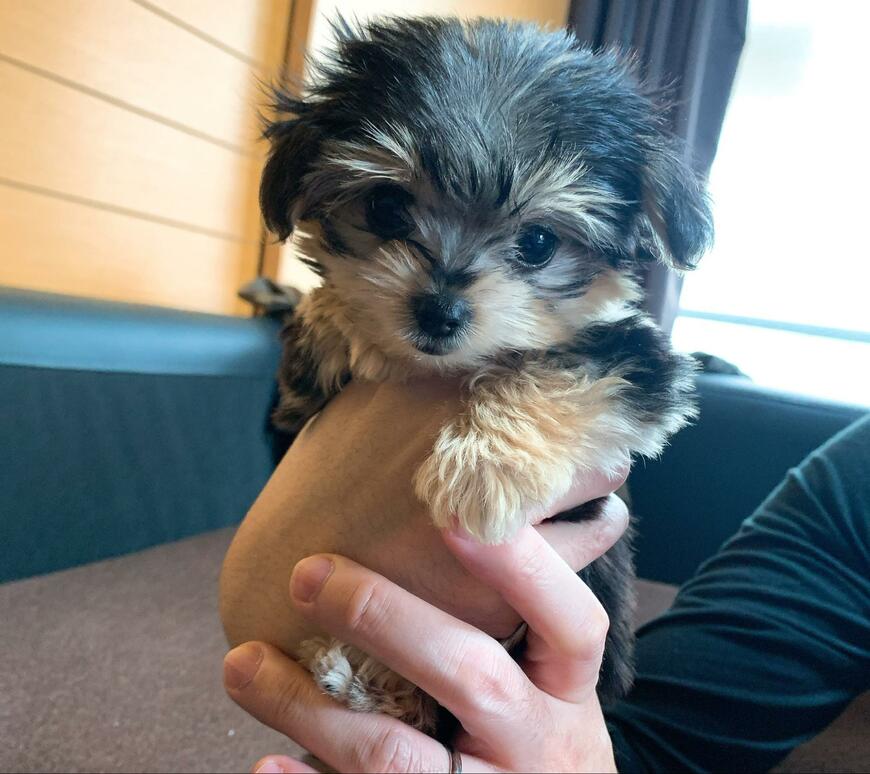 出所：@potage_0924