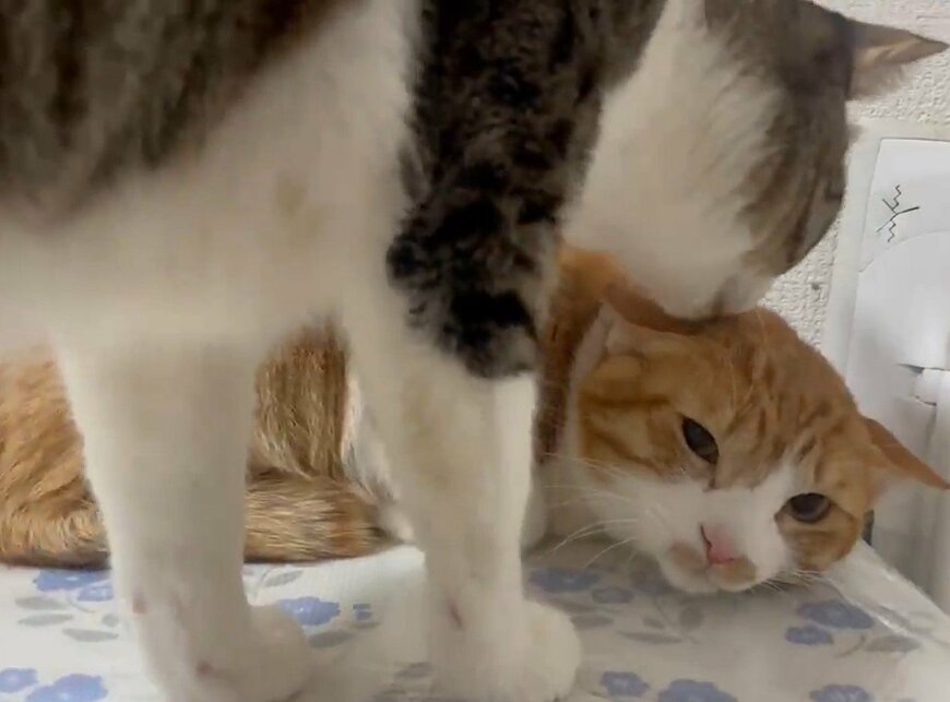 出所：@Neko2Obasan