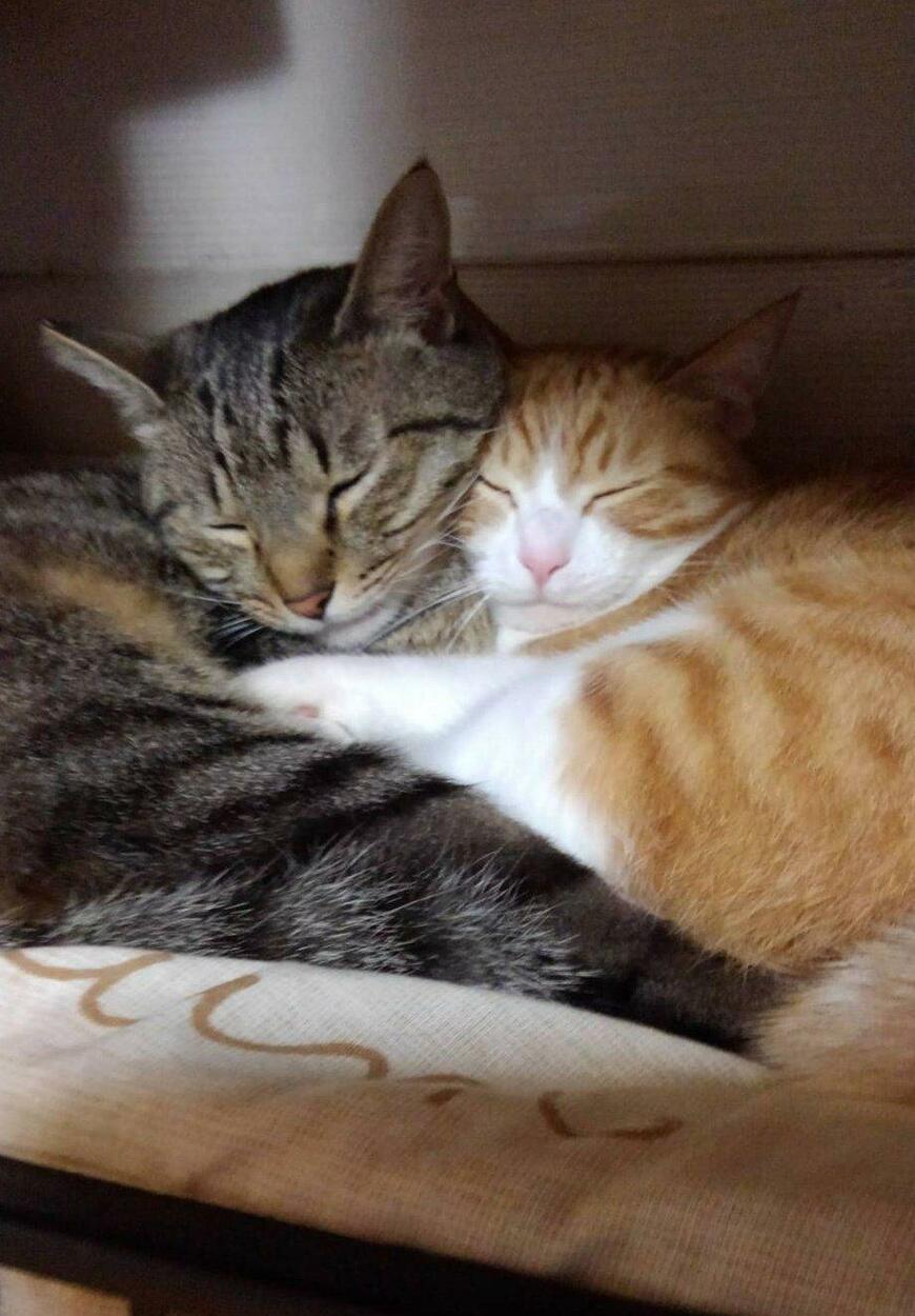 出所：@mero627puri914